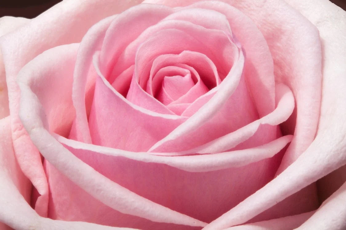 Pink Rose Picture